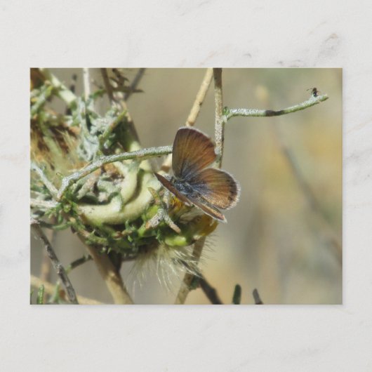 Carte postale de Papillon bleu occidental Pygmy (Devant)