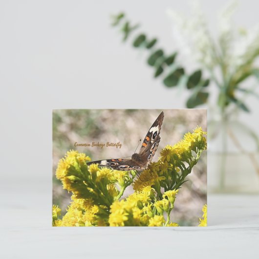 Carte postale de papillon Buckeye commun (Debout devant)