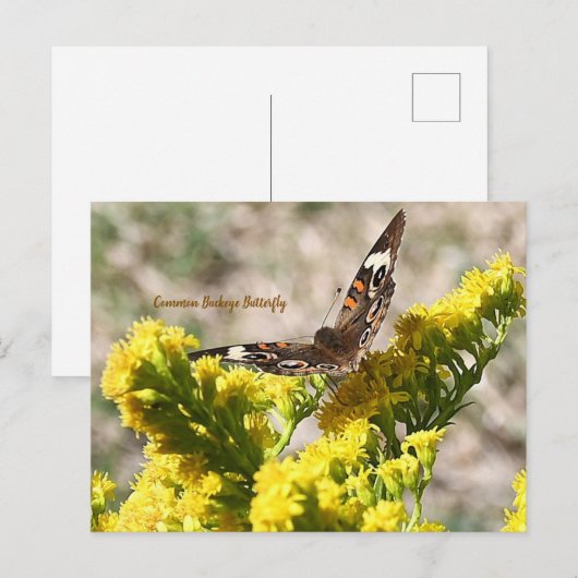 Carte postale de papillon Buckeye commun (Devant / Derrière)