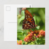 Carte postale de papillon Gulf Fritillary (Devant / Derrière)