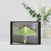 Carte postale de papillon lune (Debout devant)