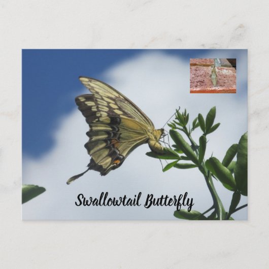 Carte postale de papillon Swallowtail (Devant)