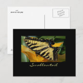 Carte postale de papillon Swallowtail (Devant / Derrière)