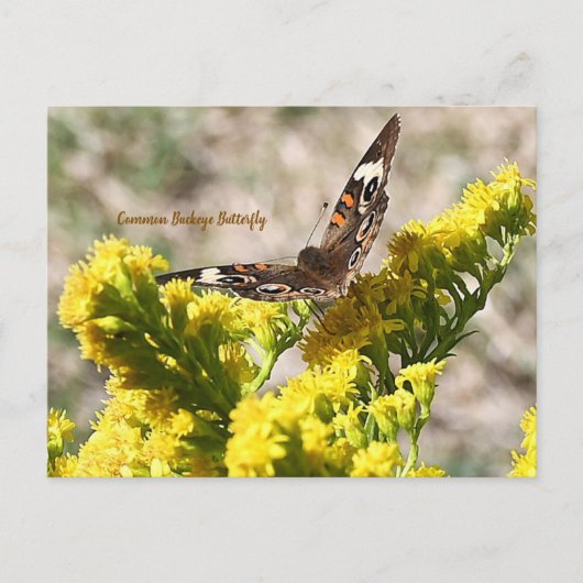 Carte postale de papillon vulcain commun (Devant)