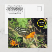Carte postale de papillon Zebra (Devant / Derrière)
