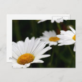 Carte postale de pâquerette (Devant / Derrière)