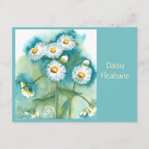 Carte postale de pâquerette Erigeron