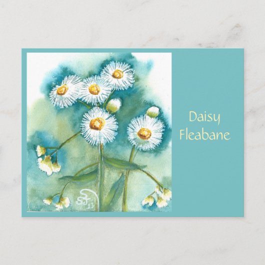 Carte postale de pâquerette Erigeron (Devant)