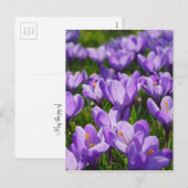 Carte postale de Pâques au crocus violet (Devant / Derrière)