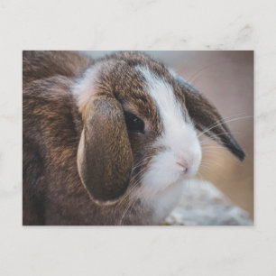 Carte postale de Pâques de lapin mignon