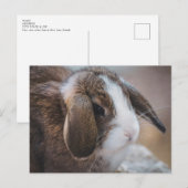 Carte postale de Pâques de lapin mignon (Devant / Derrière)