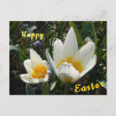 Carte postale de Pâques Jaune blanc Tulipes (Devant)