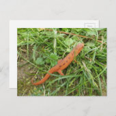 Carte postale de Pâques Newt Eft (Devant / Derrière)