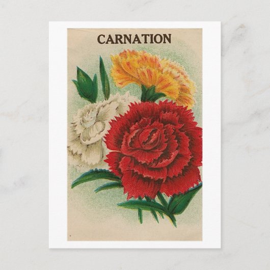 Carte postale de paquet de graines de zinnia vinta (Devant)