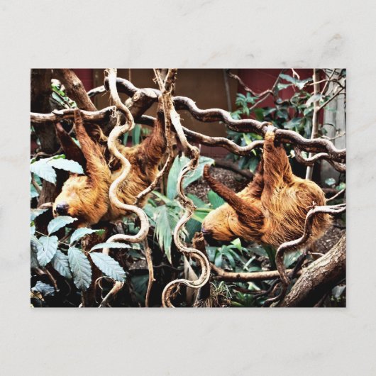 Carte postale de paresseux (Devant)