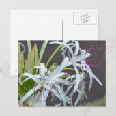 Carte postale de parfum floral (Devant / Derrière)