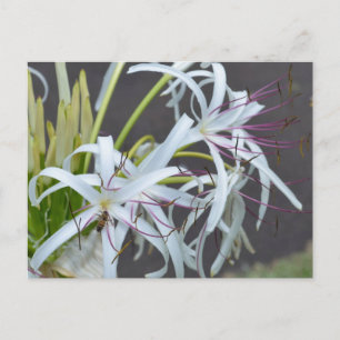 Carte postale de parfum floral