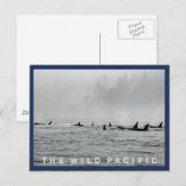 Carte postale de passage de baleines (Devant / Derrière)