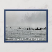 Carte postale de passage de baleines (Devant)