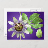Carte postale de Passionflower (Devant / Derrière)