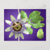 Carte postale de Passionflower (Devant)