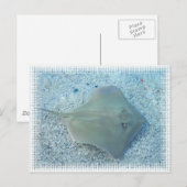 Carte postale de pastenague d'eau doux (Devant / Derrière)