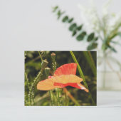 Carte postale de pavot (Debout devant)