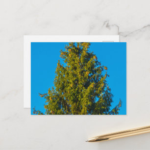 Carte postale de paysage forestier serein et verdo