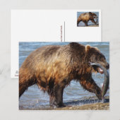 Carte postale de pêche de l'ours (Devant / Derrière)