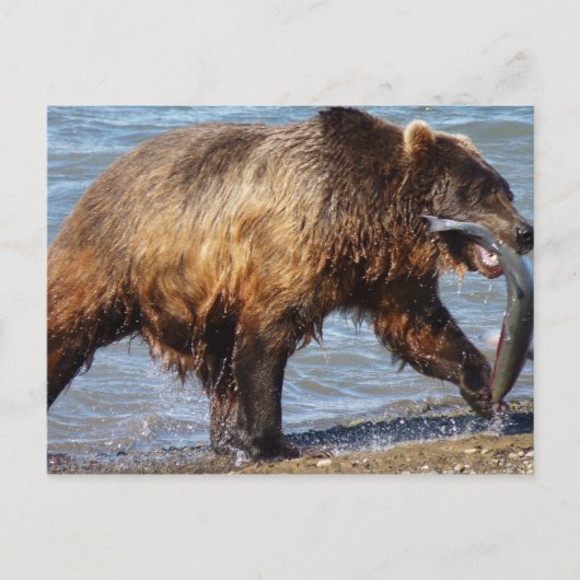 Carte postale de pêche de l'ours (Devant)