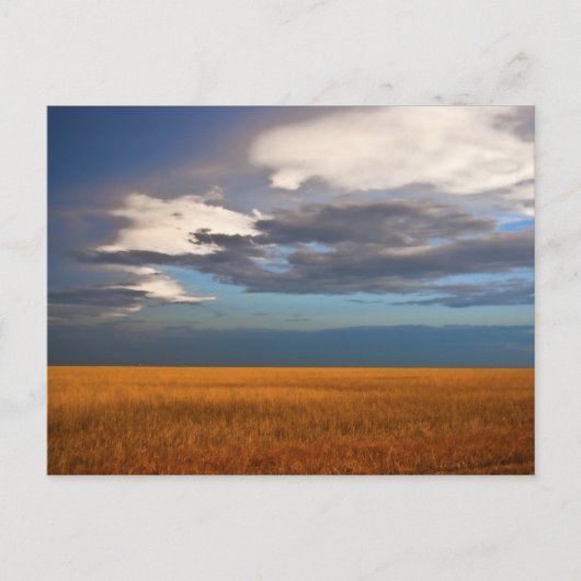 Carte postale de peinture à l'huile fine de champ  (Devant)