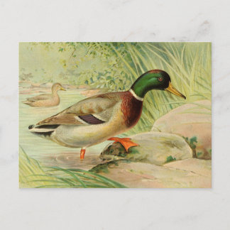 Carte postale de peinture Vintage Mallard Duck