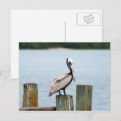 Carte postale de pélican (Devant / Derrière)