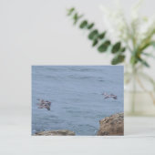 Carte postale de pélican (Debout devant)