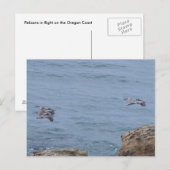 Carte postale de pélican (Devant / Derrière)