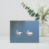 carte postale de pélicans blancs (Debout devant)