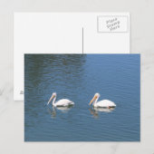 carte postale de pélicans blancs (Devant / Derrière)
