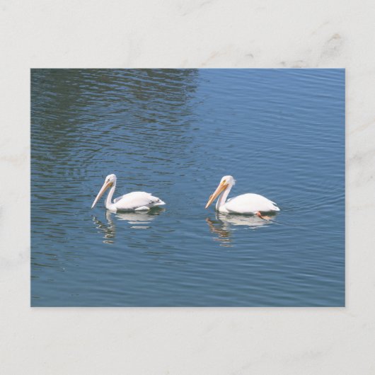 carte postale de pélicans blancs (Devant)