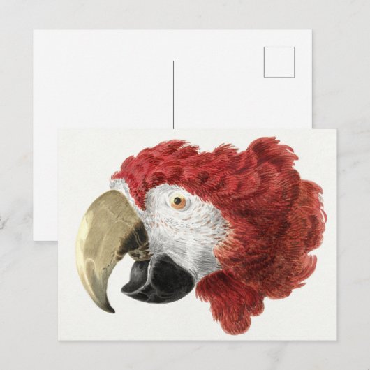 Carte postale de perroquet (Devant / Derrière)