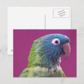 Carte postale de perroquet (Devant / Derrière)