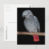 Carte postale de perroquet agaçant (Devant / Derrière)