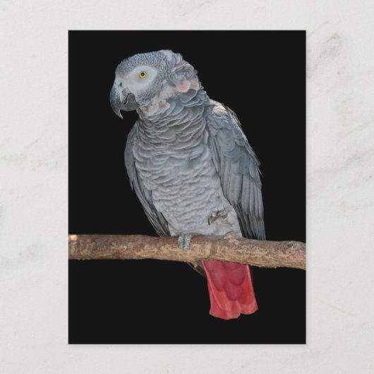 Carte postale de perroquet agaçant (Devant)