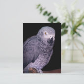 Carte postale de perroquet gris d'Afrique (Debout devant)