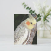 Carte postale de perroquet gris d'Afrique (Debout devant)