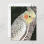 Carte postale de perroquet gris d'Afrique (Devant / Derrière)