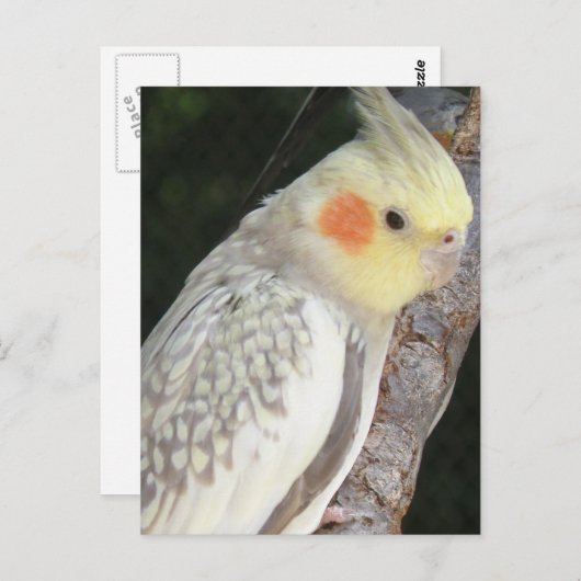 Carte postale de perroquet gris d'Afrique (Devant / Derrière)