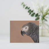 Carte postale de perroquet gris d'Afrique (Debout devant)