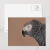 Carte postale de perroquet gris d'Afrique (Devant / Derrière)