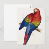 Carte postale de perroquet tropical (Devant / Derrière)