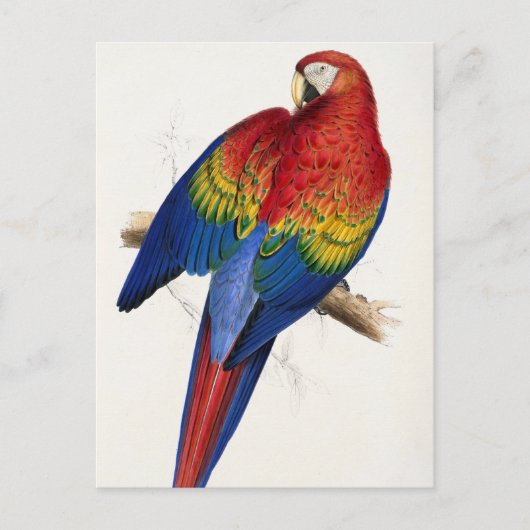 Carte postale de perroquet tropical (Devant)